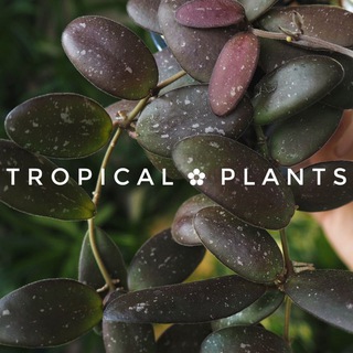 Tropical ✿ plants