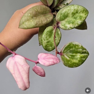 💛Мои маленькие ДЖУНГЛИ💛