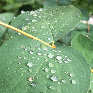 Телеграмм фотосток