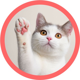 Мягкая лапка 🐾