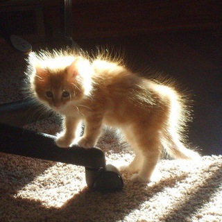 Мысыктар🐈‍⬛