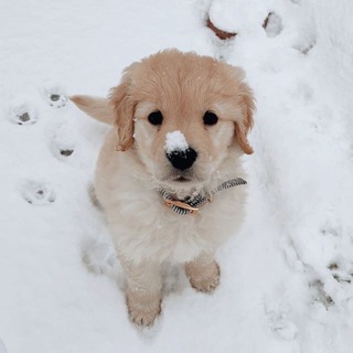 golden retriever ! 재윤