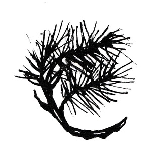 Мой хвойный лес