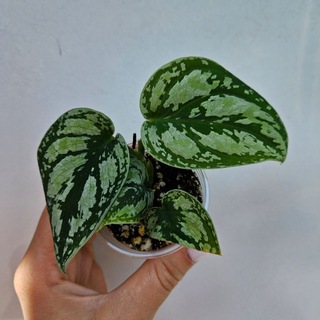 My love❤️ растения🌱