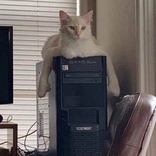 Пушистые мурлыки🐱