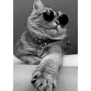 Всё будет заМУРРРчательно