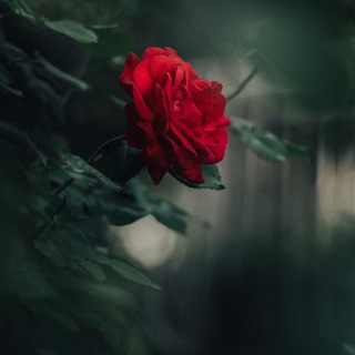 Голос для тебя🥀