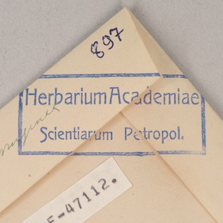 Гербарный червь