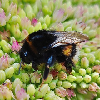 На зависть соседям