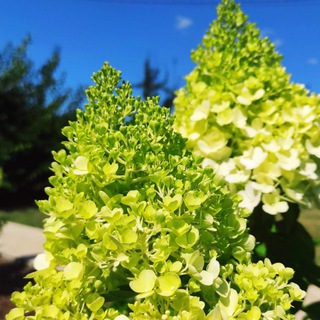 Цветы для вашего сада