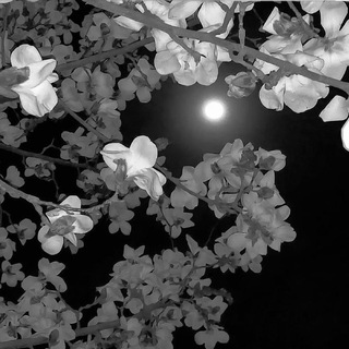 Манускрипт времен постправды