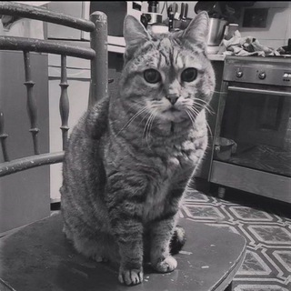 Tutti noi amavamo naigel