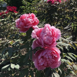 Эниси, сад дружбы и культурного обмена