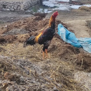 Norin xorozlari🐣🐥🐓