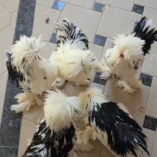 🇺🇿🥇N1-КАРЕЙСКИЙ ТРОЙКА ЗОТТОР ЯПОНЛАРИ.