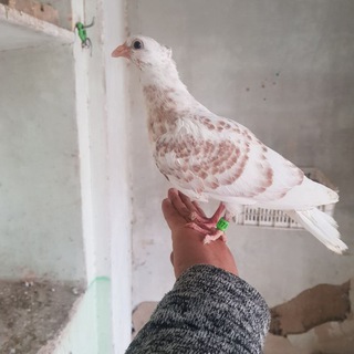 Наманган. Ерон.ва. Покистон ишкибозлари учун.