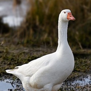 НАПОМИНАЛКА | WebM