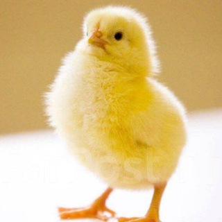 НАША ЦЫПА. Продажа цыплят:бройлера,мясо-яичные, несушка, утят,гусят, индюшат. Доставка по Крыму.Раздольное