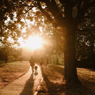Кинолог Настя и два ретривера 🐶