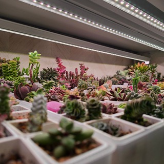 ❤️Суккулента в квадрате❤️