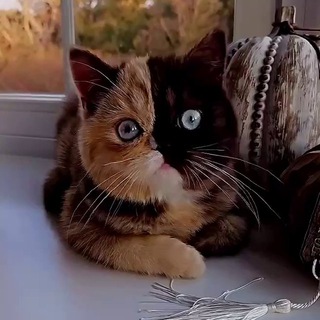 Настроение в ладошке