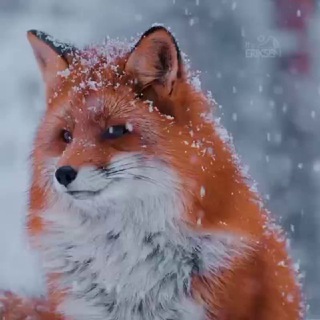 🌍Природа|Nature🌍