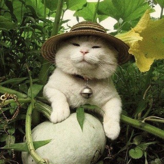 Nature | Природа 🌿