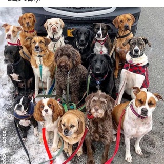 Пушистые лапки