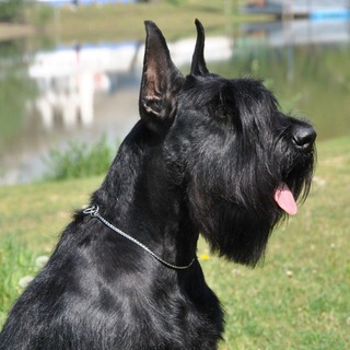 "НИА-ГАРА" питомник ризеншнауцеров