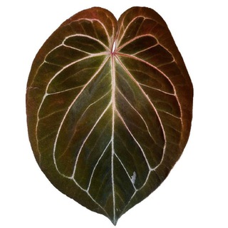 Papiluxa | Цветонутая из Сибири