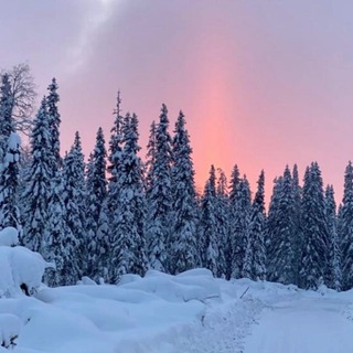 Небытие темного леса