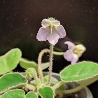 Неголландия