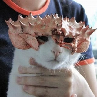 Первый Мемный 🌞