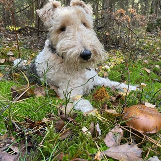 Микология и Микки