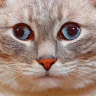 (не)смешные картинки