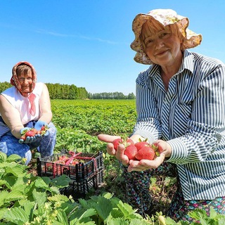 Урожай без хлопот