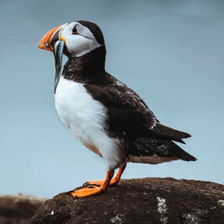 Колыбель животных