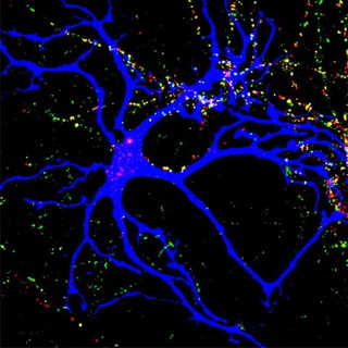 Neuroscience and Philosophy