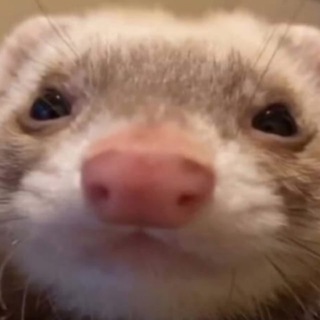 Халявный Бума 😁