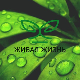 Живая жизнь🐻☘️