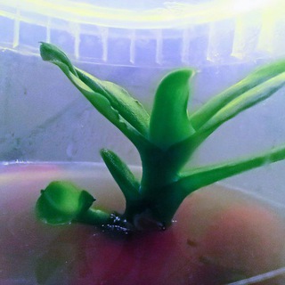 Агрономия нового поколения