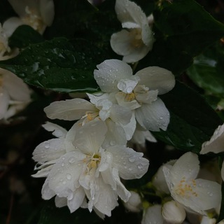 Незыблемость голоса