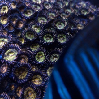 Nakhabino Reef Factory 🪼