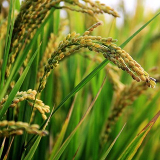 🌾 CÙNG NHAU KIẾM LÚA 🌾