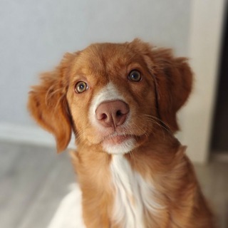 Приятные заметки о собаках🐕