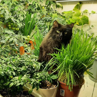 Нихао! Жизнь кота и стеллажа