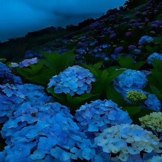 Nikitddd трейды