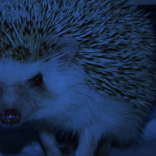 Сын мела 🦔