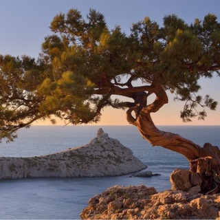 Ниваки Крым