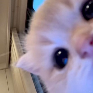 nkplz ( ♡ ) kaomoji